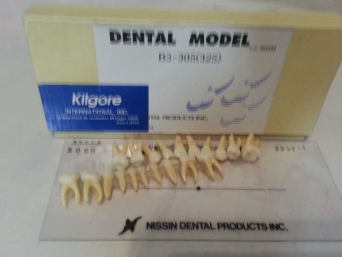 Kilgore Dental Model Individual PRIMARY TEETH