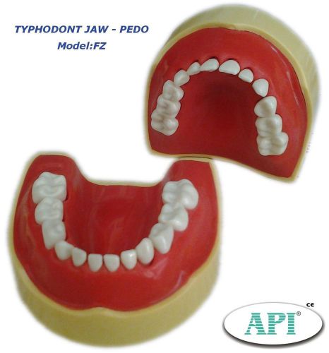 Best quality dental study model pedo typodont jaw set fitted with typodont teeth
