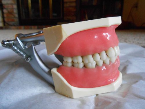 Kilgore nissin dental model typodont pink gums teeth, p15dp-tr-56c for sale