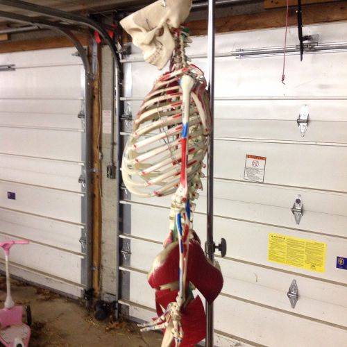 Lifesize Medical Skeleton with muscles nerves vessels