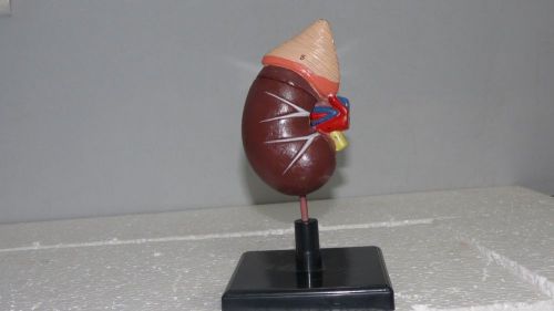 Model Of Human kidney on stand  dissected for medical study made fibre glass