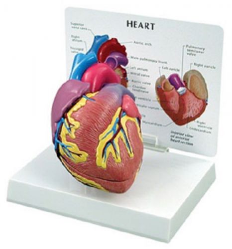 NEW Anatomical Human Cardiac Heart Model WOW!