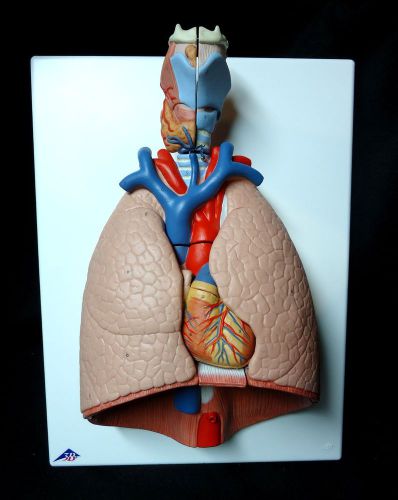 3b scientific - g15 lung with larynx anatomical teaching model, 7 parts g 15 for sale