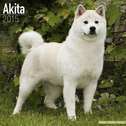 New 2015 akita wall calendar by avonside- free priority shipping! for sale