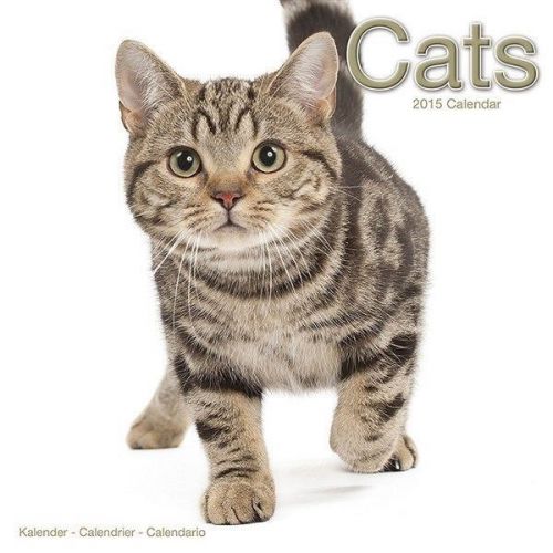 New 2015 cats wall calendar by avonside- free priority shipping! for sale