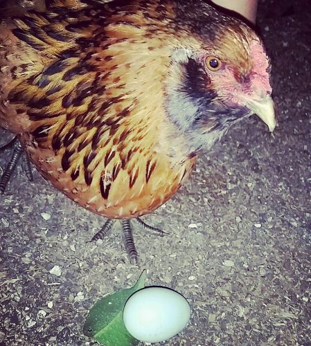 PURE Ameraucana Fertile Hatching Eggs - Beautiful Marking, SUPPORT SMALL FARMS