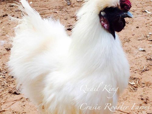 6+ White Silkie Chicken Hatching Eggs For Incubation