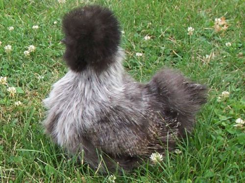 Assorted Silver Silkie &amp; Gray Silkie Hatching Eggs - 12 + 6 extras!
