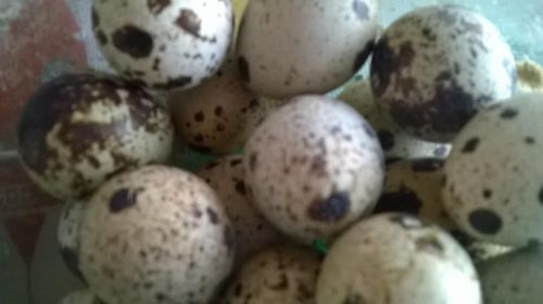 50+ hatching quail eggs.please read entire description.