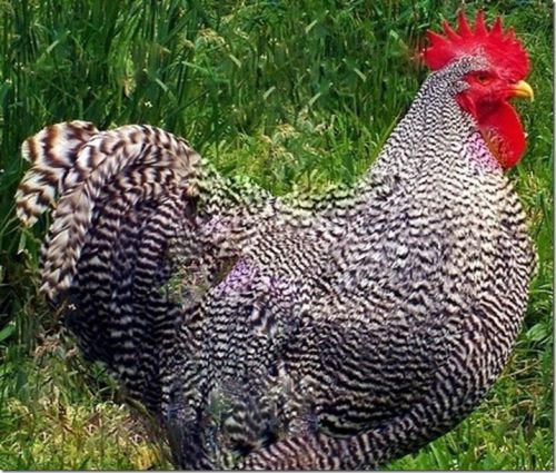 10 + EXTRA Purebred Plymouth Barred Rock Fresh Fertile Chicken Hatching Eggs