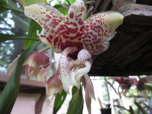 Fresh genuine stanhopea &#034;hernandezii&#034; orchid (20+ premium seeds)rare, wow, l@@k! for sale