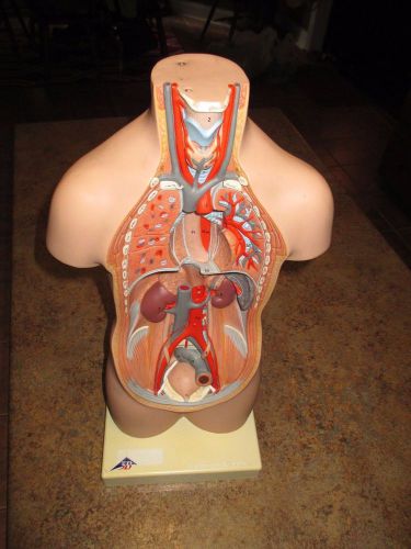 3B Scientific Torso Anatomical Model Body Only