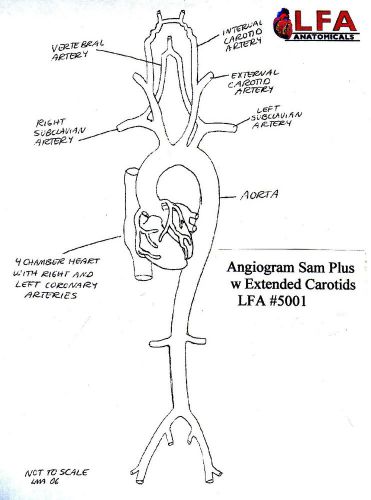 Angiogram sam plus angioplasty training model  lfa # 5001 for sale