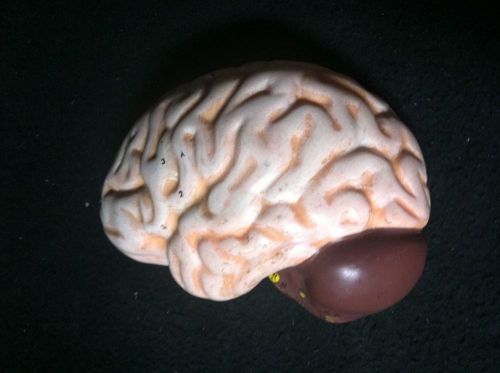 Vintage Anatomical Model Human Half Brain
