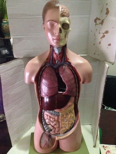 SOMSO Torso Anatomical Young Man with Head Model 9 pcs - Free Domestic Shipping