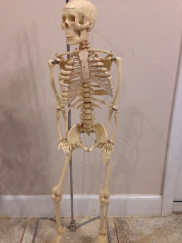Flexible Mr. Thrifty Skeleton With Spinal Nerves