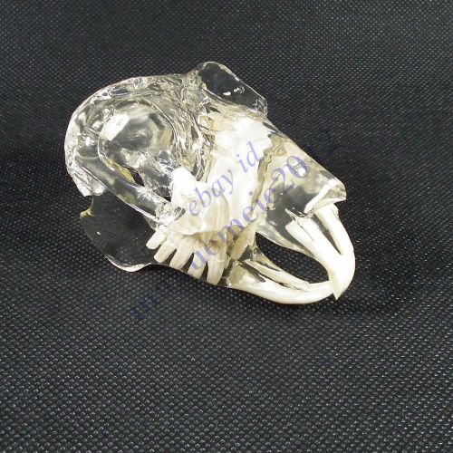 HS rabbit leporidae skull model jaw teeth study clear veterinary anatomy display