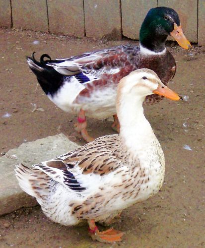 6+ silver appleyard duck hatching eggs~rare &amp; beautiful~npip certified for sale