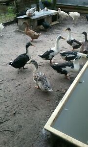 12 Barnyard Mix  Duck Hatching Eggs