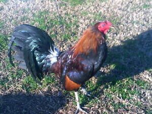 &#034;8+ L C Pure Leiper Poultry Chicken Hatching Eggs&#034;