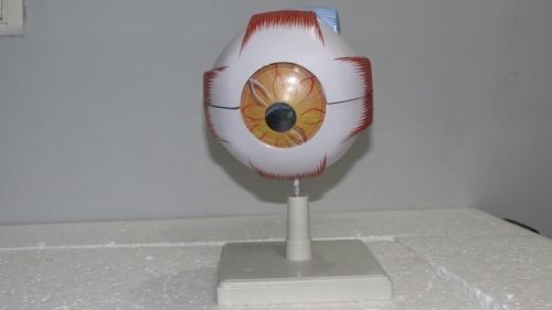 Model Of Human eye on stand fully dissected for medical study made fibre glass