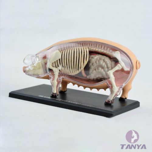 4D anatomical models with pig organs, skeletal specimens teaching concept toys