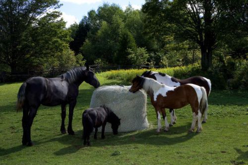 Slow bale buddy slow feeder size mini feed hay horses equine small mesh net for sale