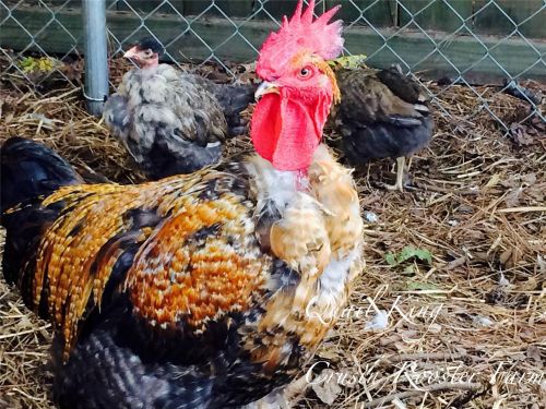 6+ Turken/Naked Neck Chicken Hatching Eggs For Incubation