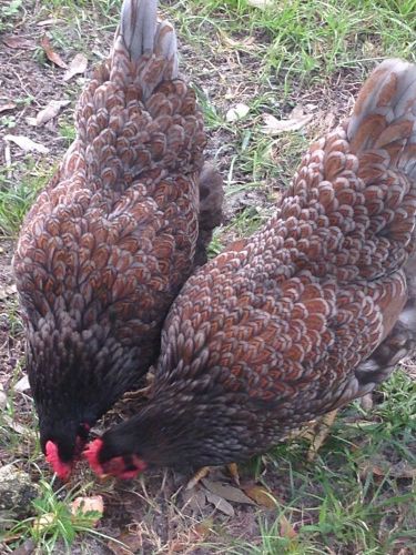 Barnevelder Blue Double Laced Greenfire Line 6 hatching eggs ++any extras