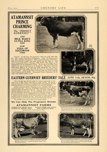 1924 ad atamannsit farm guernsey cow sale george amant - original cl4 for sale
