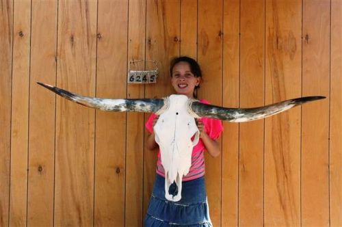 Steer skull long horns 4&#039; 6&#034; cow bull skulls horn h6245 for sale