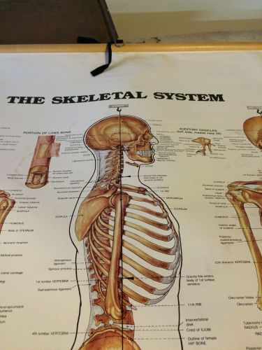 42 x 62 Skeletal System Wallchart