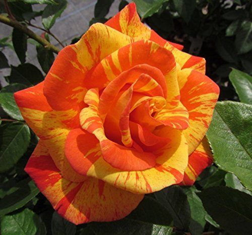Rare &#034;Dancing Sunset&#034; Rose (10 Seeds) Beautiful Striped Hybrid Roses, L@@K!!!!!!