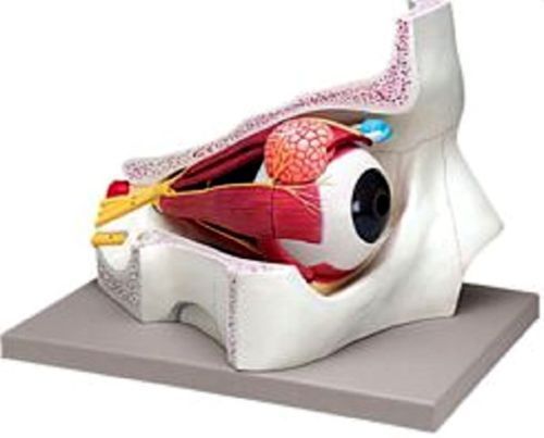 ANATOMICAL MODEL EYE WITH ORBIT