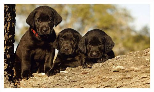 y326 Black Puppies Dogs (Wall Banner Only)