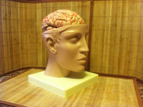 Head with Brain Anatomical Model  Professional