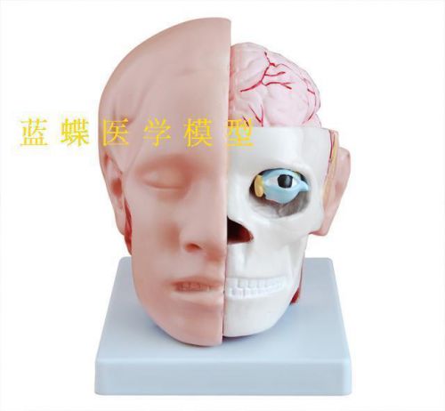 NEW Human Head with Brain, Anatomical Model NEW 58