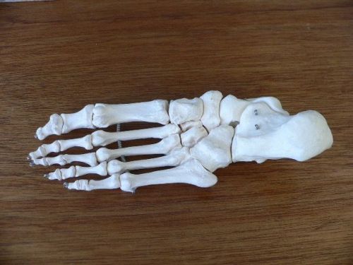 Life Size Human Skeleton Articulated Foot Model~Medical Anatomy Classroom