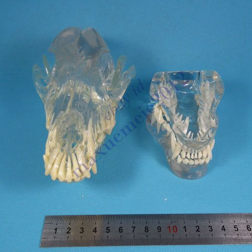 HS canine skull jaw teeth study model clear veterinary anatomy dog display teach