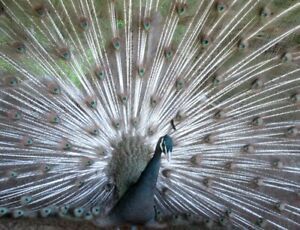 *5* Variety Pack Peacock Hatching Eggs! *NPIP* *Ready Now!*