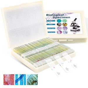 100 pcs Prepared Microscope Slides in Box for Basic Biological Science Education