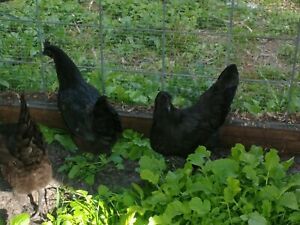 6+ Ayam Cemani Fertile Hatching Eggs - NPIP certified