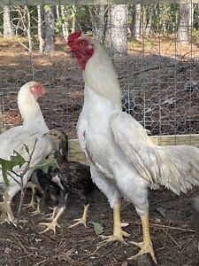 Rajah Murg Asil Hatching Eggs! 2+