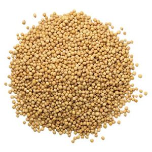 Yellow Mustard Seeds, 20 Pounds - Kosher, Raw, Vegan, Bulk