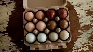 Hatching Eggs RAINBOW LAYERS / OLIVE EGGERS 12+ Rare Breeds Personality Plus!