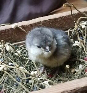 12+ Blue Black Splash Ameraucana hatching eggs