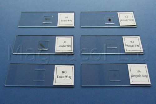 Microscope Slides: Prepared Slides - Insect Wings