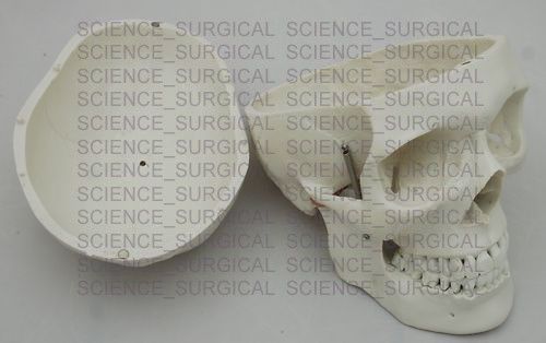 [GENUINE PriceLife Size Anatomical Human Skull Model 3 Parts (Manidable And Jaw)