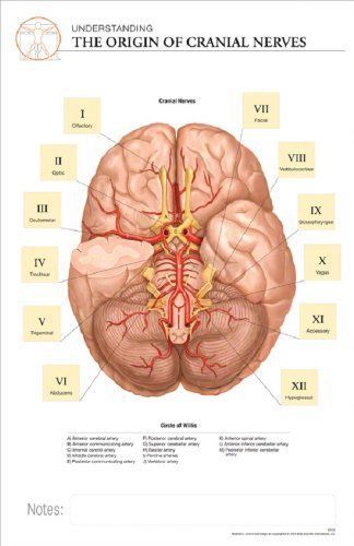 11 x 17 Post-it Anatomical Chart: The Origin of Cranial Nerves