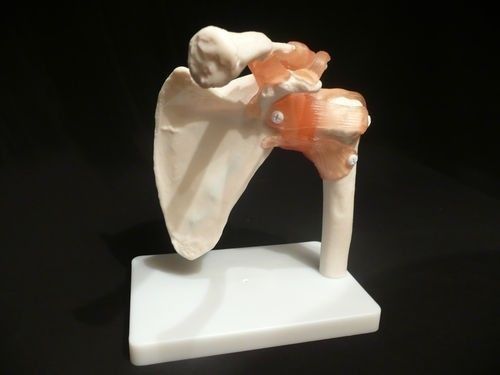 Model of human anatomical shoulder joint for medical study made fibre glass for sale
